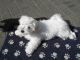Maltese Puppies for sale in Chicago Private, Ottawa, ON K2A 3G9, Canada. price: NA
