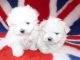 Maltese Puppies for sale in Italy. price: NA
