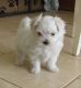 Maltese Puppies for sale in State Hwy 161, Texas, USA. price: NA