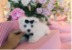 Maltese Puppies for sale in 4001 N Federal Hwy, Fort Lauderdale, FL 33334, USA. price: NA