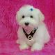 Maltese Puppies for sale in Anchorville, MI 48023, USA. price: NA