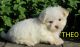 Maltese Puppies for sale in Canton, OH, USA. price: $799