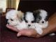 Maltese Puppies for sale in Hurst, TX, USA. price: NA
