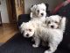 Maltese Puppies for sale in Chicago Ave, Evanston, IL, USA. price: NA
