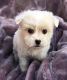 Maltese Puppies for sale in St Paul, MN, USA. price: NA