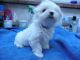Maltese Puppies for sale in Carlton Dr, Inglewood, CA 90305, USA. price: NA