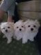 Maltese Puppies for sale in Sioux Falls, SD, USA. price: NA