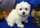 Maltese Puppies for sale in Edison, NJ, USA. price: NA