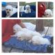Maltese Puppies for sale in Coeburn, VA 24230, USA. price: NA
