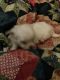Maltese Puppies for sale in Paoli, IN 47454, USA. price: NA