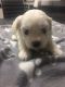 Maltese Puppies for sale in Missiouri CC, Elsberry, MO 63343, USA. price: NA
