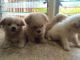 Maltese Puppies for sale in USAA Blvd, San Antonio, TX, USA. price: NA