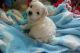 Maltese Puppies for sale in Minnesota St, St Paul, MN 55101, USA. price: NA