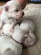 Maltese Puppies for sale in AR-98, Emerson, AR 71740, USA. price: NA