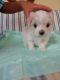 Maltese Puppies for sale in Winston-Salem, NC, USA. price: NA