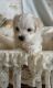 Maltese Puppies for sale in NJ-38, Cherry Hill, NJ 08002, USA. price: NA