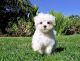 Maltese Puppies for sale in Vancouver, WA 98682, USA. price: NA