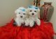 Maltese Puppies for sale in California - Dubai - United Arab Emirates. price: NA