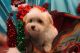 Maltese Puppies for sale in Hammond, IN, USA. price: NA