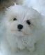 Maltese Puppies for sale in AR-98, Emerson, AR 71740, USA. price: NA
