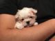 Maltese Puppies for sale in California Ave, South Gate, CA 90280, USA. price: NA