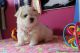 Maltese Puppies for sale in Fresno, CA, USA. price: NA
