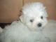 Maltese Puppies for sale in Maryland City, MD, USA. price: $400