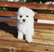 Maltese Puppies for sale in Fresno, CA, USA. price: $350