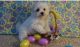 Maltese Puppies for sale in Warren, OH, USA. price: NA