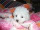 Maltese Puppies for sale in Idaho Falls, ID, USA. price: $300