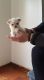Maltese Puppies for sale in Lawrenceville, GA, USA. price: $600
