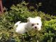 Maltese Puppies for sale in Branford, FL 32008, USA. price: $400