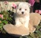 Maltese Puppies for sale in Branford, FL 32008, USA. price: $400