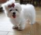 Maltese Puppies for sale in Lake Trail Dr, Kenner, LA 70065, USA. price: NA