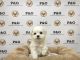 Maltese Puppies for sale in Temple City, CA, USA. price: NA