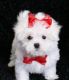 Maltese Puppies for sale in Lewes, DE 19958, USA. price: NA