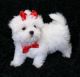 Maltese Puppies for sale in Lewes, DE 19958, USA. price: NA