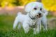Maltese Puppies for sale in 10011 N Central Expy, Dallas, TX 75231, USA. price: NA