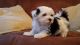 Maltese Puppies for sale in NC-54, Burlington, NC 27215, USA. price: NA
