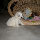 Maltese Puppies for sale in Canton, OH, USA. price: $650