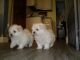 Maltese Puppies for sale in Texas Ave, Houston, TX, USA. price: NA