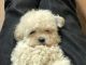 Maltese Puppies for sale in Glendale, CA, USA. price: NA