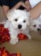Maltese Puppies for sale in London, UK. price: 450 GBP