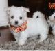 Maltese Puppies for sale in Phoenix St, Hempstead, NY 11550, USA. price: NA