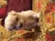 Maltese Puppies for sale in Marietta, GA 30066, USA. price: NA