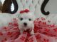 Maltese Puppies for sale in Castle Pines, CO 80108, USA. price: NA
