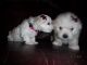 Maltese Puppies for sale in Flushing, MI 48433, USA. price: NA