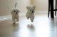 Maltese Puppies for sale in Fort Lee, NJ, USA. price: NA