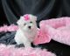 Maltese Puppies for sale in New Haven, MI 48050, USA. price: NA