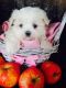 Maltese Puppies for sale in SC-14, Fountain Inn, SC 29644, USA. price: NA